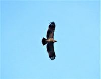 ORAO KRSTAŠ SVE BROJNIJI U NAŠIM KRAJEVIMA