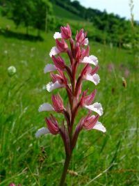 POZIV - Divlјe orhideje i retke bilјne vrste zapadne Rumunije