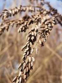 Upoznaj invazivne biljke – različiti aspekti bagremca