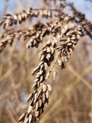 Upoznaj invazivne biljke – različiti aspekti bagremca