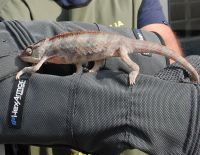 Zaplena strogo zaštićenih životinja