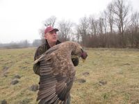 Orao belorepan uspešno oporavljen i vraćen u prirodu