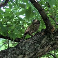 SRP „SELEVENJSKE PUSTARE“ BOGATIJE ZA 27 NOVIH STANOVNIKA STROGO ZAŠTIĆENIH VRSTA PTICA