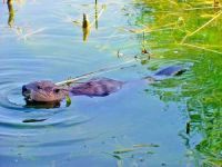 Uhvaćen dabar (Castor fiber) u reci Tisi kod Sente, 3. jul 2014.