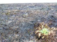 Vatra uništava slatinske livade u zaštićenom području „Gornja Mostonga“