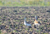 VELIKE DROPLJE PONOVO SE GNEZDE U SRBIJI, NAKON BEZMALO DECENIJSKE PAUZE