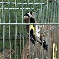 Uspešna akcija oduzimanja protivzakonito držanih češlјugara