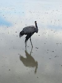 ŽDRALOVI UGROŽENI PTIČIJIM GRIPOM