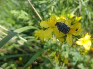 Vesti: Izveštaj florističkih istraživanja u okviru aktivnosti na projektu SeNs WETLANDS