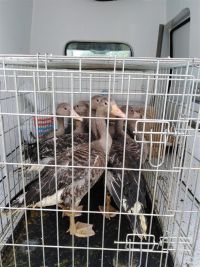 Spašeno i oslobođeno sedam mladih divljih gusaka (Anser anser)