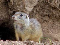 Svetski dan divlјih vrsta, 3. mart 2022. godine