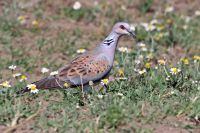 Zabranjen lov na grlicu u Srbiji do 2018.