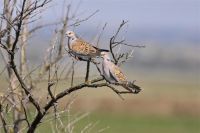 Dolaze li bolji dani za prepelicu i grlicu?