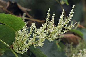 Upoznajte invanzivne strane biljke – rod Reynoutria