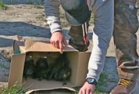 Vraćanje barskih kornjača u Jegričku