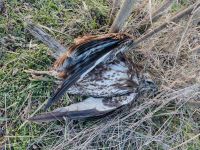 Pronađeno pet mrtvih mišara – sumnja na trovanje