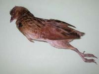 Presuda zbog ubijanja strogo zaštićene vrste ptice