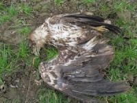 Pronаđen mrtаv orаo belorepаn (Haliaeetus albicilla) kod Bаčke Pаlаnke