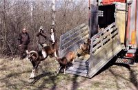 „Subotička šuma“ naselјena muflonima i jelenima lopatarima iz Slovačke