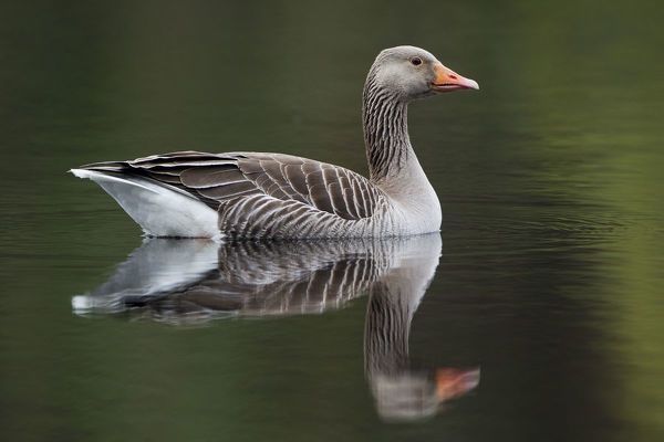 КAŽNJEN ZBOG NEZAKONITOG DRŽANJA DIVLJIH GUSKI