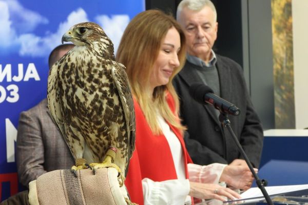 "SOKOLOM ZA SOKOLA”: POKRENUTA  KAMPANJA ZA ZAŠTITU STEPSKOG SOKOLA