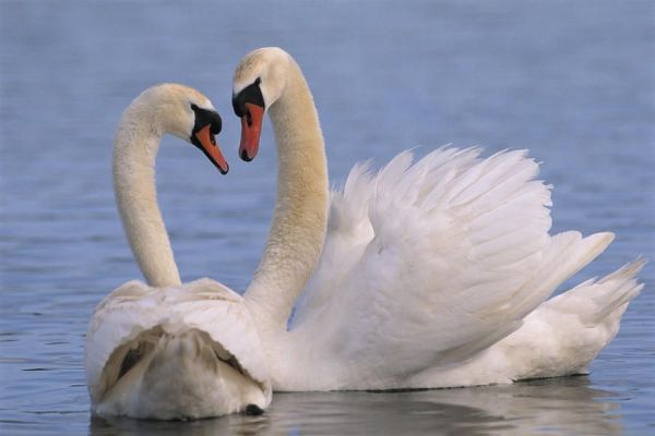 O domaćim i divljim labudovima grpcima i nama, ljudima, koji ih volimo