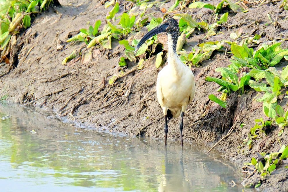 Nova vrsta ptice za Hrvatsku – afrički sveti ibis