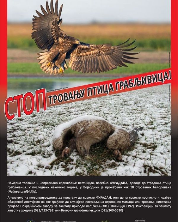 EKO-KAMPANJA: "STOP TROVANJU PTICA GRABLJIVICA"